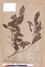Cryptocarya chinensis (Hance) Hemsl. 厚殼桂