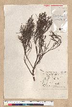 Glyptostrobus pensilis Koch