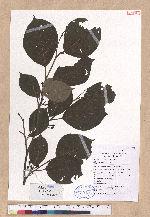 Lindera reflexa Hemsl.