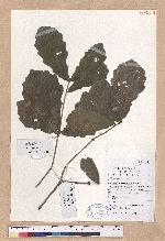 Quercus fabri Hance
