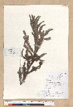 Cryptomeria fortunei Hooibrenk ex Otto et Dietr. 柳杉