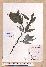 Lindera pulcherrima (Wall.) Benth. var. attenuata Allen 香粉葉