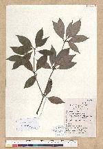 Neolitsea aurata (Hayata) Koidz. var. paraciculata (Nakai. ) Y. C. Yang & P. H. Huang 雲和新木薑子