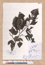 Fagus longipetiolata Seemen 水青岡