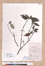 Lindera aggregata (Sims) Kosterm. 天臺烏藥