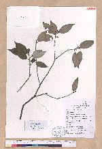 Lindera aggregata (Sims) Kosterm. 天臺烏藥