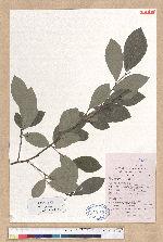 Lindera glauca (Sieb. & Zucc.) Blume 白葉釣樟