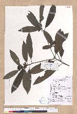Litsea elongata (Wall. ex Nees) Benth. et Hook. f. 黃丹木薑子