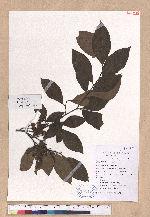 Lindera rubronervia Gamble 紅脈釣樟
