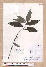 Lindera cubeba (Lour.) Pers.