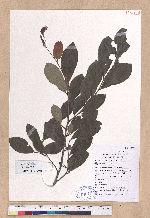 Lindera glauca (Sieb. & Zucc.) Blume 白葉釣樟