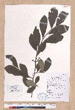 Lindera glauca (Sieb. & Zucc.) Blume 白葉釣樟