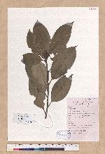 Lithocarpus cleistocarpus (Seemen) Rehder & E. H. Wilson 包石櫟