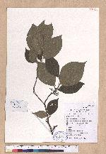 Lindera reflexa Hemsl.