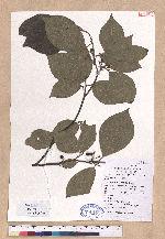 Lindera reflexa Hemsl.