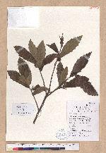 Quercus glandulifera Blume var. brevipetiolata (A. DC.) Nakai 短柄苞櫟
