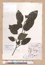 Fagus longipetiolata Seemen 水青岡