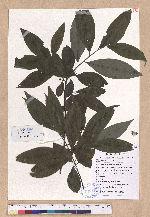 Litsea cubeba (Lour.) Persoon 山胡椒