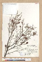 Pinus chinensis Pritz. 鐵杉