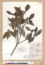 Neolitsea aurata (Hayata) Koidz. var. paraciculata (Nakai. ) Y. C. Yang & P. H. Huang 雲和新木薑子