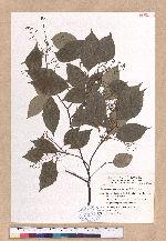 Cinnamomum camphora (L.) Nees & Eberm. 樟
