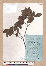 Quercus phillyraeoides A. Gray