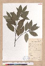 Litsea coreana H. Levl. 鹿皮斑木薑子