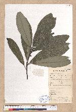 Lindera megaphylla Hemsl. 大葉釣樟