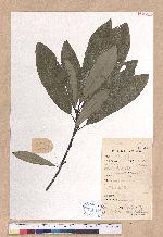 Lindera megaphylla Hemsl. 大葉釣樟