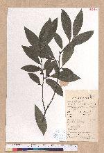 Lindera angustifolia W.C. Cheng