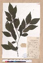 Lindera rubronervia Gamble 紅脈釣樟