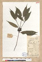 Neolitsea aurata (Hayata) Koidz. var. chekiangensis (Nakai) Y. C. Yang & P. H. Huang
