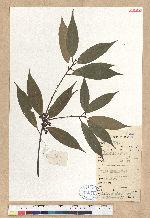 Neolitsea aurata (Hayata) Koidz. var. chekiangensis (Nakai) Y. C. Yang & P. H. Huang