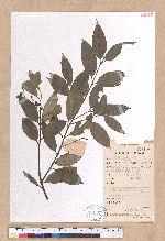 Cinnamomum subavenium Miq. 細葉香樟(香桂)