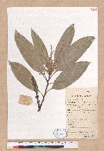 Lithocarpus harlandii (Hance ex Walp.) Rehder 短尾柯