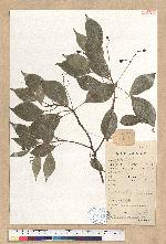 Cinnamomum camphora (L.) Nees & Eberm. 樟