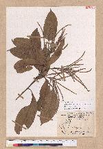 Pasania hancei (Benth.) Schott. var. ternaticupula (Hayata) Liao 三斗石櫟
