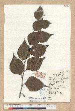 Neocinnamomum fargesii (H. Lee.) Kosterm 菱葉新樟