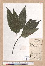 Quercus acutissima Garruth. 麻櫟