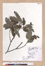 Cyclobalanopsis glauca (Thunb.) Oerst. 青剛櫟