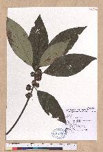 Lindera megaphylla Hemsl. 大葉釣樟