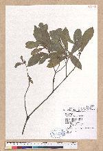 Litsea krukovii Kosterm. 小梗木薑子