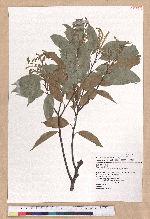 Castanopsis carlesii (Hemsl.) Hayata 長尾栲
