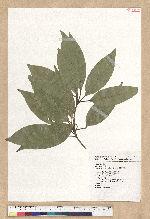 Neolitsea sericea (Blume) Koidz. 白新木薑子