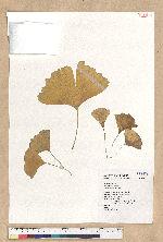 Ginkgo biloba Linn 銀杏