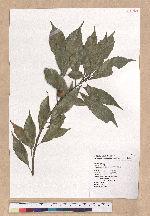 Pasania cornea (Lour.) Liao 后大埔石櫟