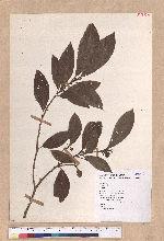 Litsea sp.