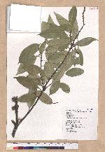 Pasania taitoensis (Hayata) Liao 臺東石櫟