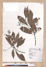 Machilus japonica Siebold et Zucc. 日本楨楠(假長葉楠)