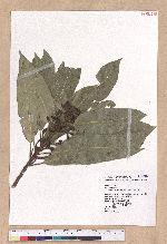 Litsea acuminata (Blume) Kurata 長葉木薑子